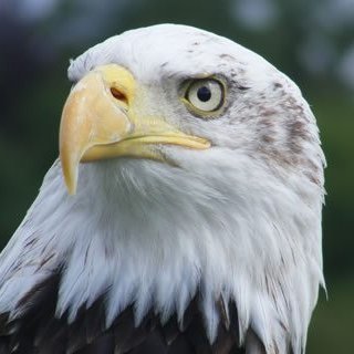 Nick_Vuj's profile picture. 30 year democrat until I woke up. America first.