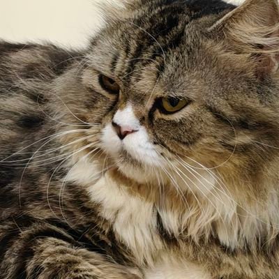 Ankan19220936's profile picture. 