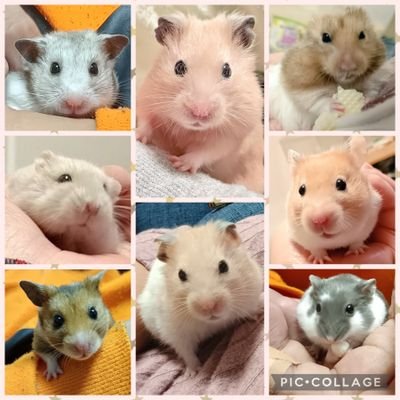 riyriy2402's profile picture. wky🍊主婦。喘息患者😷
🐹ハムたちの名前
:アール♂R5.3/13～R7.3/28🌈
:くぅ♂R6.3/8~
:マフィン♀R7.3/2~
:もなか♀R7.4/23~
:タルト♂R7.7/23~
:カヌレ♂R7.9/3~
:らて♀R7.9/12~
:オレオ♂R7.10/29~
:みるく♂R7.11/17~