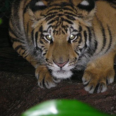 tradingWIS's profile picture. Things in motion, stay in motion, so GO.