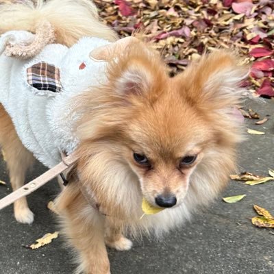 hisakimisasi's profile picture. 