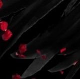 LadyMercyCroft's profile picture. You can change the lock, but i will never quite leave you - MP3