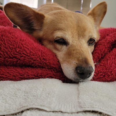 BikeMike48's profile picture. #MAGA  #ExpandICE #GoldStandard #USAF E5 Vietnam C7A Crew Chief 1969 I am John Galt I Tweet OUTRAGEOUS Stuff to Trigger DONE BEING NICE TO LIBZ They Started IT