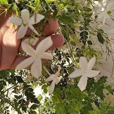 1ssma1's profile picture. الطيب ساس و الكرم سما الشجاع. والخبث وسواس والبخل لأهل القاع ( 🌊💙 )