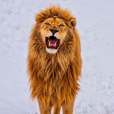 Sir_Right1's profile picture. Hindu Right wing. Modi Bhakth . Hater of freebies. ನಾನೊಬ್ಬ ಹಿಂದೂ 🚩🕉️♥️.