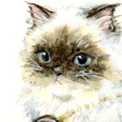 DvuYiL1Vkc84277's profile picture. 猫とお茶を愛でたりお絵描きしたりするアカウント。ヒマラヤン飼い。画材やデザイン系のRT多めです。