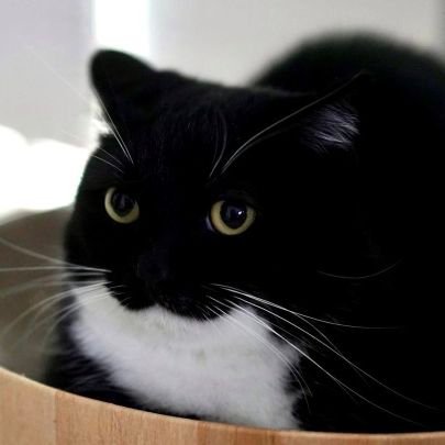 coldi712's profile picture. Someone buy my CS2 Knife on Csfloat ⬇️ please ❤️‍🩹 or DM for Trade Link

https://t.co/nTajPq0TjE