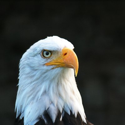 alex_mianoh's profile picture. AI | Full-Stack Developer | Web3