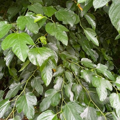 ChNaseemG74172's profile picture. 