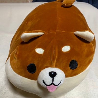 @shiba_box1109
