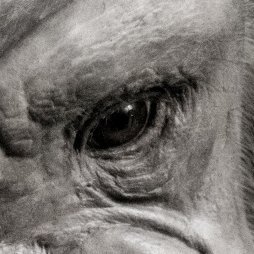 PeanutTajima's profile picture. 19さい
/趣味で動画を作ってます
/ﾏｲﾍﾞｽﾄﾌﾚﾝﾄﾞ @K2gefox @nagikun___ 
/LOL R6S 原神 NIKKE etc...