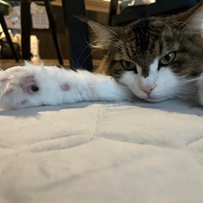 Roxas_ztmy2511's profile picture. そらです。 明日方舟 etc...