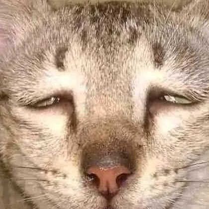 ENZET654's profile picture. 