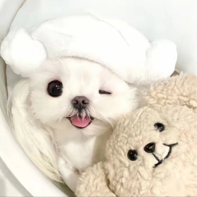xiaodogde's profile picture. 来推T只为了追求刺激，找炮友，免费约炮，只玩一夜情，只进入身体不进入生活，遇到喜欢的可以成为长期炮友
约啪联系方式 ：https://t.co/VwB1zWH2ji
搜索本人ID💕：小狗的心事