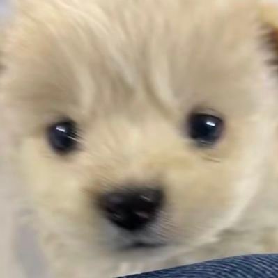 nekonopanchi5's profile picture. あじゃす