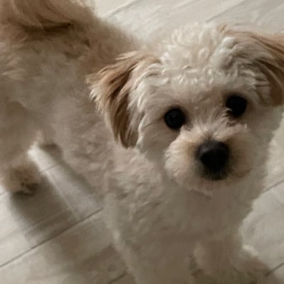 epickaki's profile picture. 犬好きです。vrc11月くらいにやり始めました 最近はToNやってます