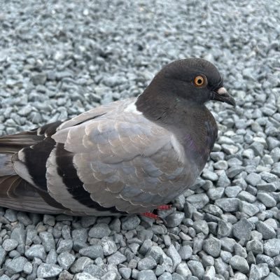 vXwxJRMKHN73245's profile picture. FXの記録。2024年9月〜勉強開始、11月〜リアルトレード開始。最近やや勝てるようになってきた。ダウ理論信者。長めのスキャ〜短めのスイング。スマホトレーダー。スパムはフォローしてくんな