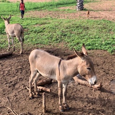 buramaafarma's profile picture. Jesus Christ follower/ (Child Of God) I'm from Gambia love smiling coast of west Africa/ living with my little orphan siblings. please show some ✝️❤️🙏🏽