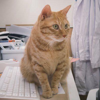 alicewuque's profile picture. Keyboard/Chilkey Sales Manager in Japan and France/https://t.co/doeYOF29Il