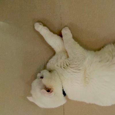 Kipleting_Bscm's profile picture. Trusted