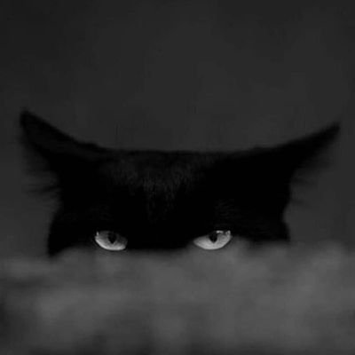 montagne_eneida's profile picture. Animalista🎯 Budista 🙏🏻He vivido con varios maestros zen, todos ellos gatos...Eckhart😼 Venezuela  fuerza y ternura, vamos a combatir la oscuridad 🇻🇪💔