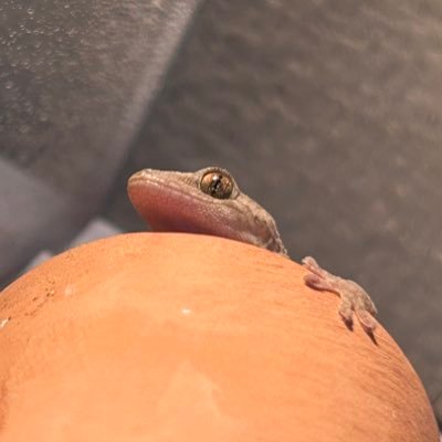 GODZILLA_minya's profile picture. ヤモリと猫と暮らす人間🦎🐈‍⬛ 無言フォロー失礼します🙇