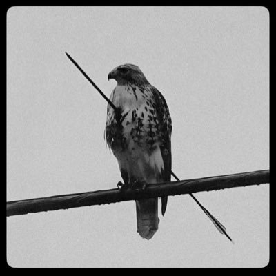 hes_called_YOMI's profile picture. YORUBA-NIGERIAN | Virgo ♍️ | lI old account got suspended 💔…. conservative | No WOKENESS sh!t |CYBERSECURITY||