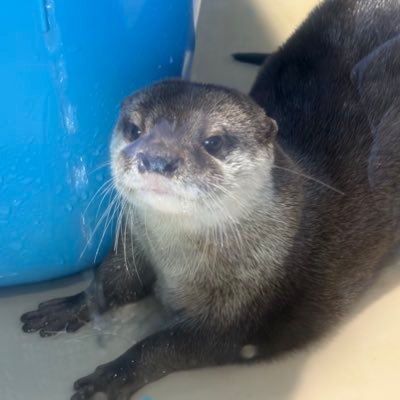 sorairopengin11's profile picture. 投資＆写真＆読書の話を主につぶやきます。写真はインスタみていただけると嬉しいです。投資はAI(コパイロットちゃん)が相棒を駆使してグロース株中心に投資します。（バリュー株もやります）