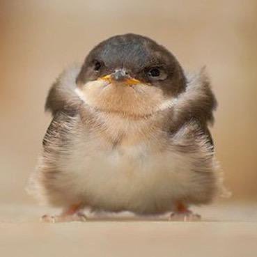 trgrn9's profile picture. 01 │ 太鼓 ｲｴﾛｰ赤玄人→大学受験により引退→ﾆｼﾞｲﾛ2025復帰 赤名人 1クレで肩痛くなるじじい