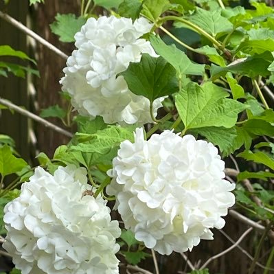 transkreatorin's profile picture. 💜