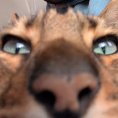 musiiing's profile picture. just a cat building inference models at 3am