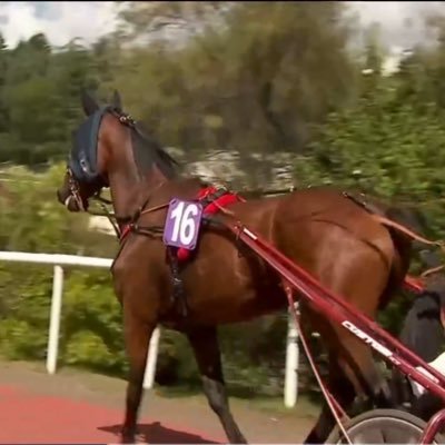 TrottingPassion's profile picture. Étudie toutes les propositions pour devenir votre CM. 🖋️ Je suis également présent sur TikTok. 👇🏻