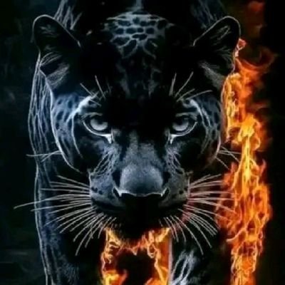 undisputed74091's profile picture. Um destractable