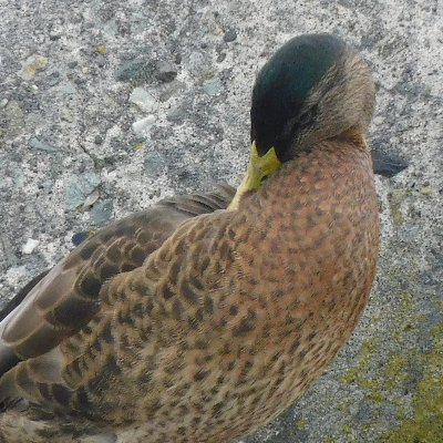 radi_EWU's profile picture. 趣味：プロレス、#けもフレ、自然観察、ラジオ、#Miitopia、#NFL
（#ravensflock や #ramshouse 中心）。 ハクトウワシなど好きな最北端のフレンズ。 時々イラストも描きます！ 
セフレ・スパム垢は即お断りです。
けもフレ3のID：179789113
 #けものフレンズ