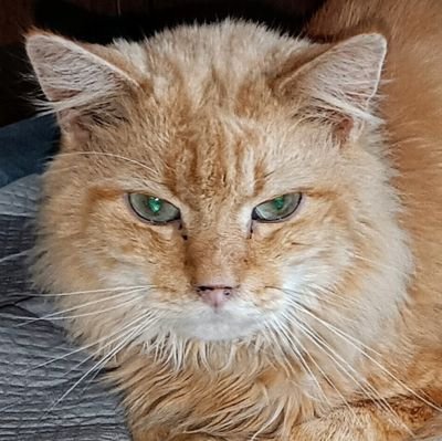 EmilyRB's profile picture. 🏳️‍🌈...Mom of 4, 3 grandsons, 4 granddaughters. Atheist lesbian cat loving bibliophile. Followed by all the cool people. #LGBWithoutTheT