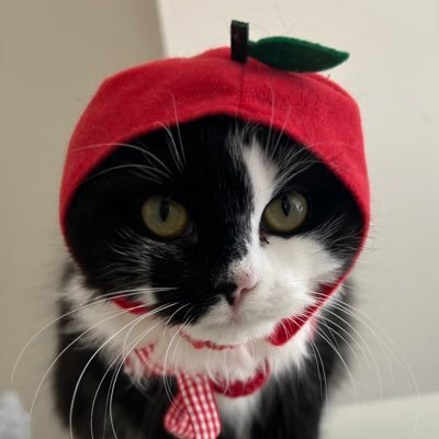 proteinrat's profile picture. 괜찮아