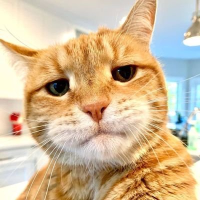 XL4DS's profile picture. Total Remigration Advocate