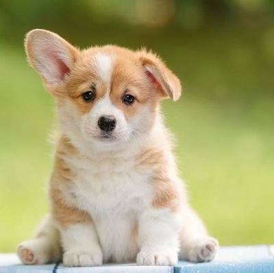 Asmodeus1164882's profile picture. 