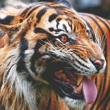 miguel_economia's profile picture. Fuerza y honor