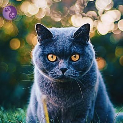 AkankeAgric's profile picture. Defi Researcher| Web3 | Crypto researcher| Protocol Tester |Strategist