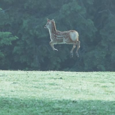 dangol_yin's profile picture. 