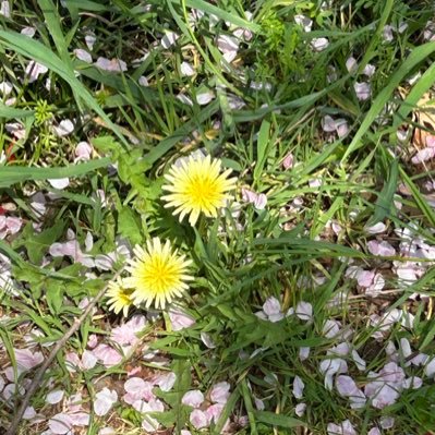 UjiieMiki2c's profile picture. 