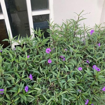 summergurlmid's profile picture. directed by sofia coppola