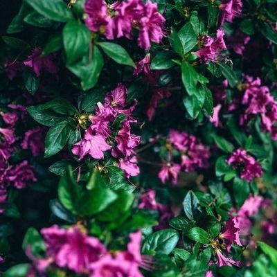 RaisaJanna32862's profile picture. love to all
DM open for good friends