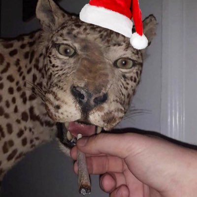 bibitusmuertos's profile picture. eres frances loco a callar