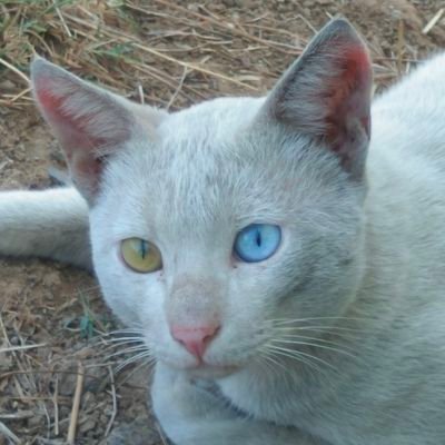 _mikorinn's profile picture. 