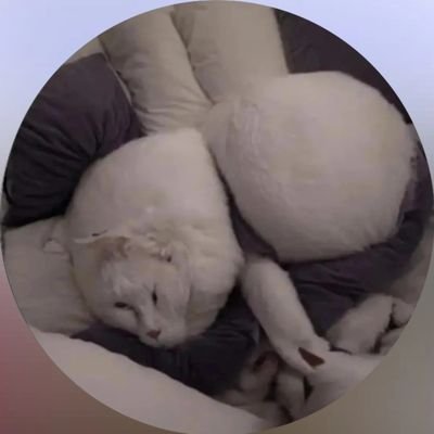 aarav_adar7170's profile picture. Finance, Investment, Crypto, Stocks, Global markets, Politics.
I turn the chaos into memes you can actually learn from.