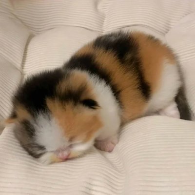 A_Cinder_V's profile picture. Slow living, deep breathing, warm coffee vibes.