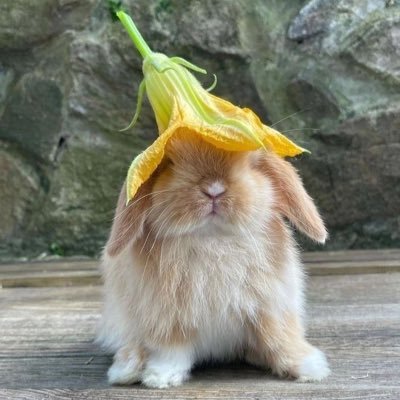 ออจอนา Profile