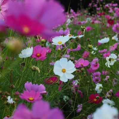 mehmeta96480101's profile picture. 